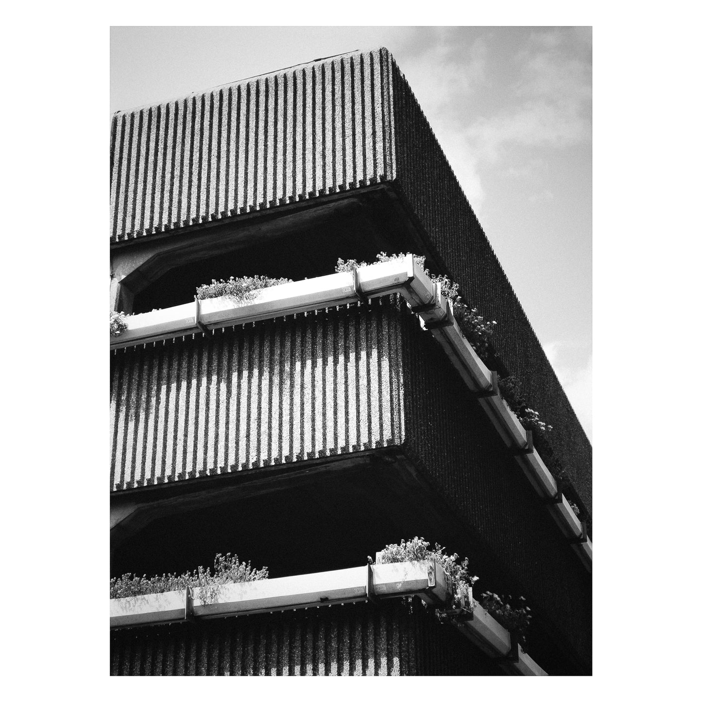 Plants Persist - 5x7 Photo Print