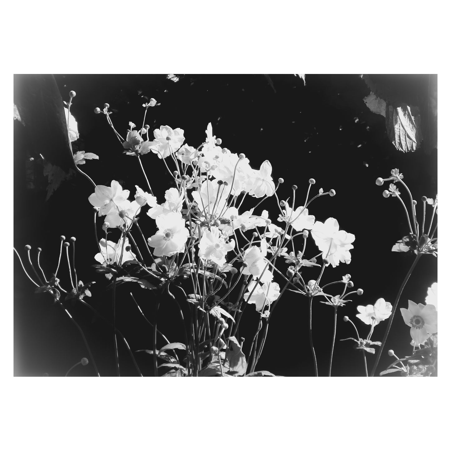 A Ballet Of Blooms - 5x7 Photo Print