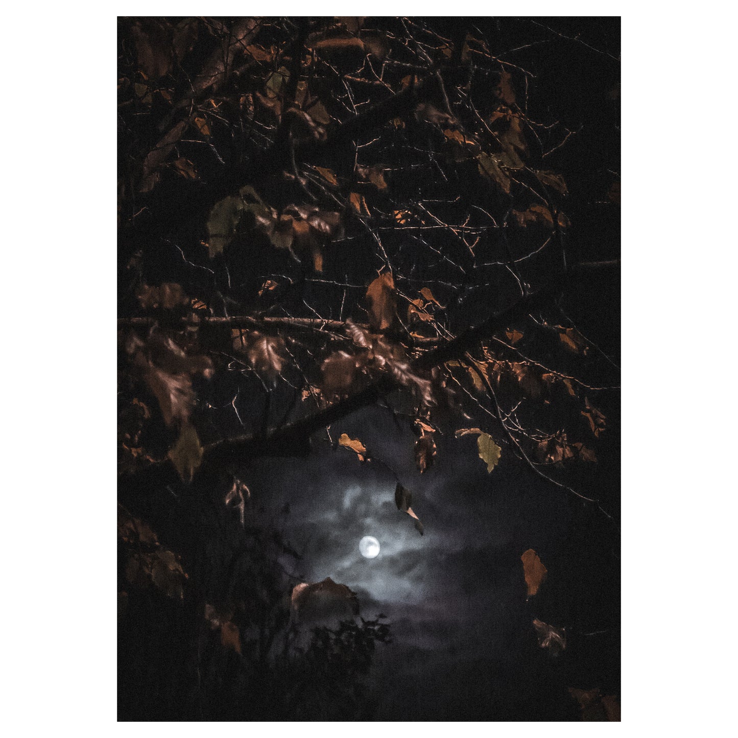 Fading Leaves, Eternal Moon - 5x7 Photo Print