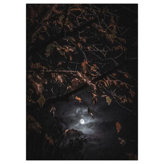 Fading Leaves, Eternal Moon - 5x7 Photo Print