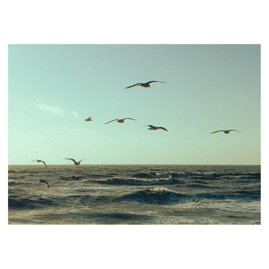 Gulls - 5x7 Photo Print