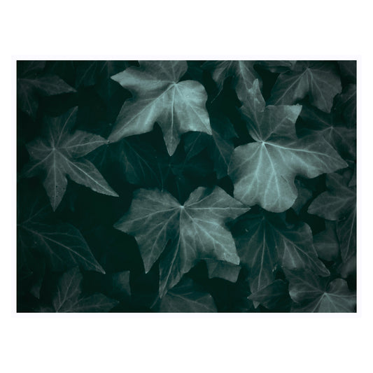 Veins Of Nature - 5x7 Photo Print