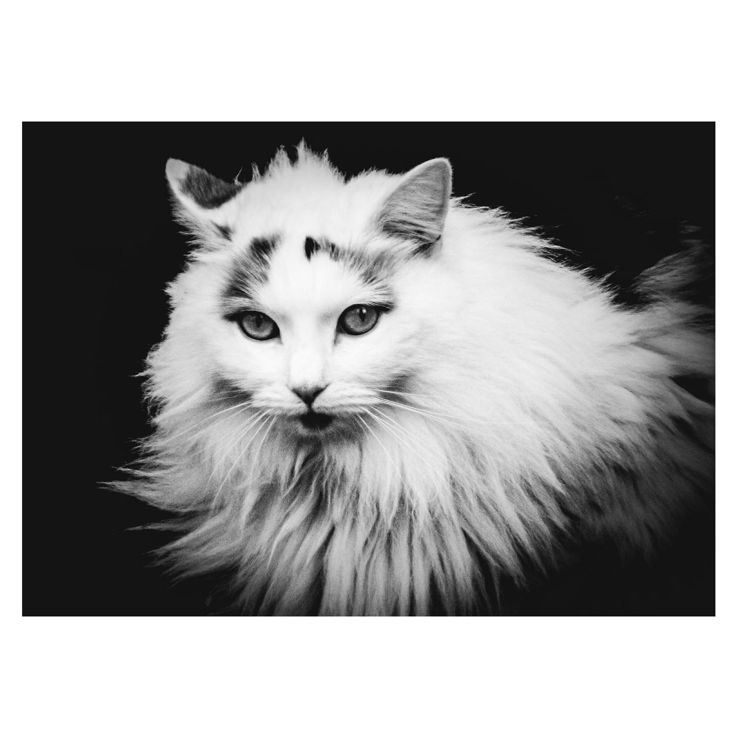 Street Lion - 5x7 Photo Print