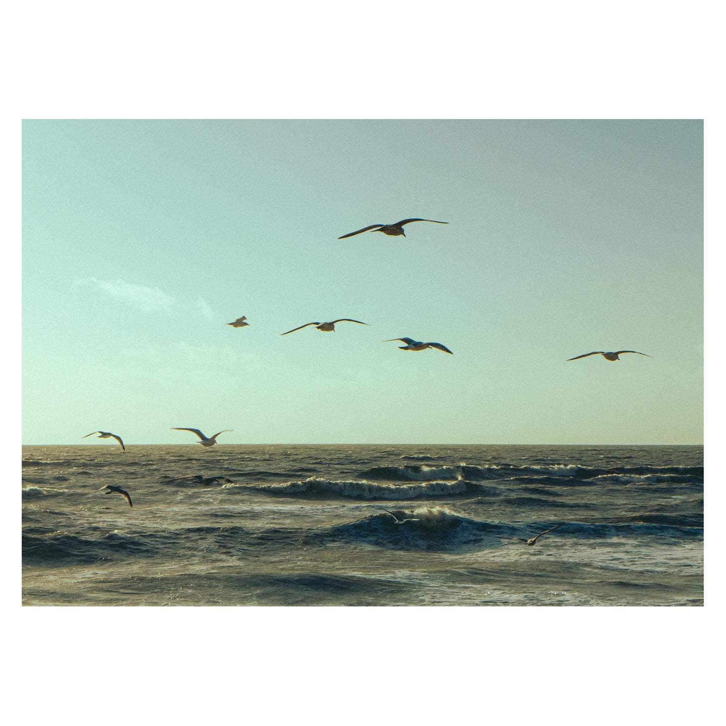 Gulls - 5x7 Photo Print